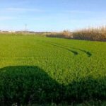 Hail hits Bajo Aragón: in half an hour 22 litres fell in Maella
